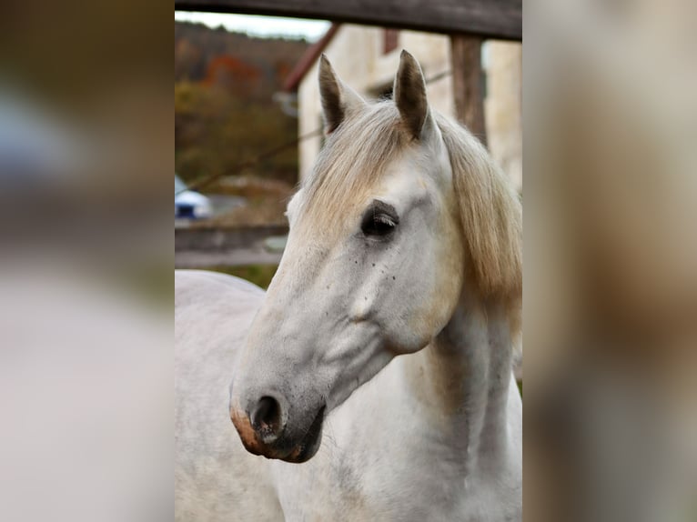 Más caballos centroeuropeos Mestizo Caballo castrado 8 años 160 cm Tordo in Hirschendorf