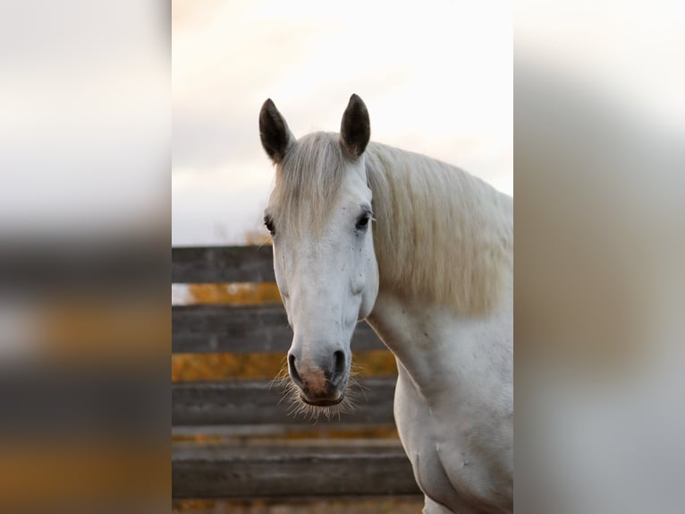 Más caballos centroeuropeos Mestizo Caballo castrado 8 años 160 cm Tordo in Hirschendorf