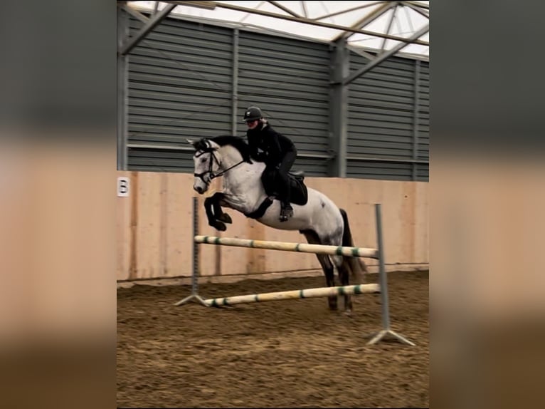 Más caballos centroeuropeos Caballo castrado 8 años 160 cm Tordo rodado in Gda&#x144;sk
