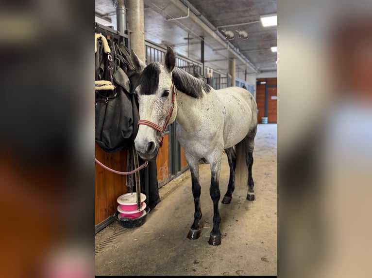 Más caballos centroeuropeos Caballo castrado 8 años 160 cm Tordo rodado in Gda&#x144;sk