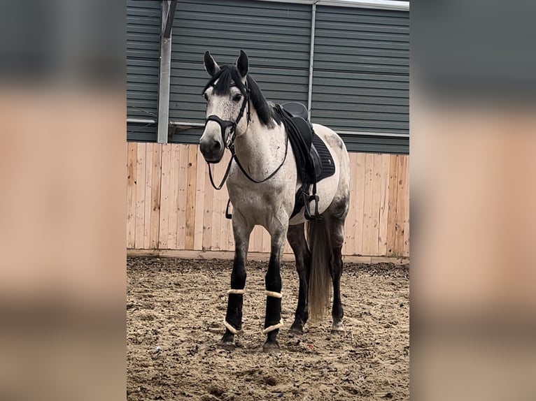 Más caballos centroeuropeos Caballo castrado 8 años 160 cm Tordo rodado in Gda&#x144;sk