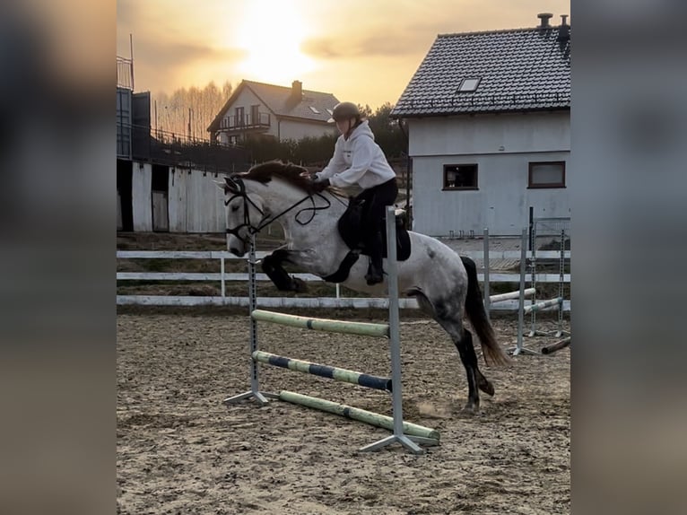Más caballos centroeuropeos Caballo castrado 8 años 160 cm Tordo rodado in Gda&#x144;sk
