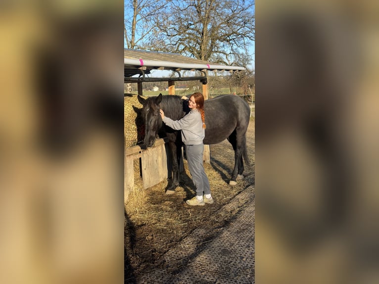 Más caballos centroeuropeos Caballo castrado 8 años 162 cm Negro in Tittmoning