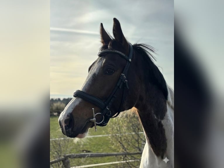 Más caballos centroeuropeos Caballo castrado 8 años 162 cm Pío in Boizenburg