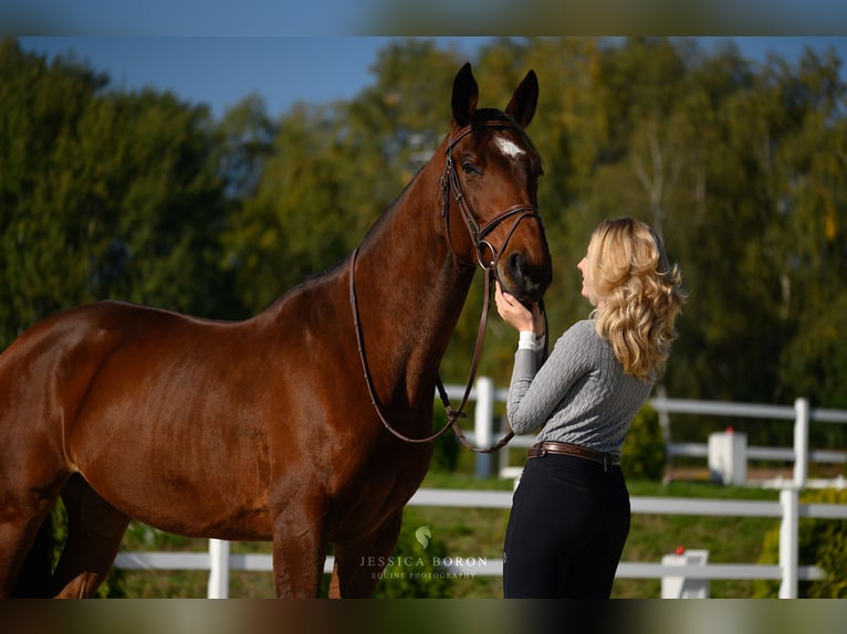 Más caballos centroeuropeos Caballo castrado 8 años 163 cm Castaño in Mikołów