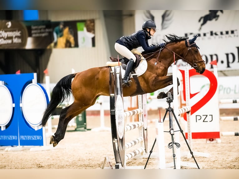 Más caballos centroeuropeos Caballo castrado 8 años 163 cm Castaño in Mikołów