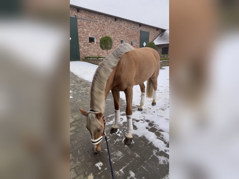 Más caballos centroeuropeos Caballo castrado 8 años 163 cm Palomino in Niederkrüchten