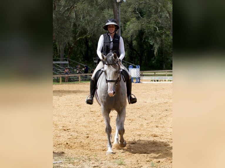 Más caballos centroeuropeos Caballo castrado 8 años 163 cm Tordo rodado in Brooksville Flordia