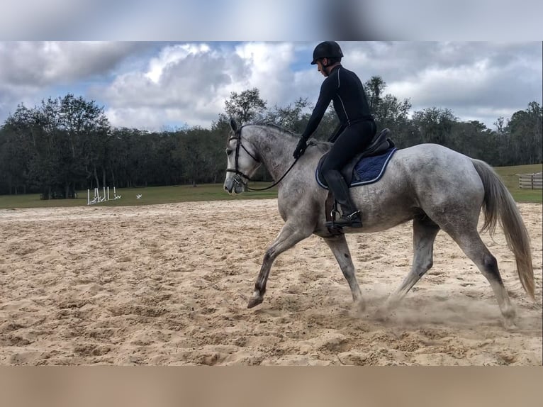 Más caballos centroeuropeos Caballo castrado 8 años 163 cm Tordo rodado in Brooksville Flordia