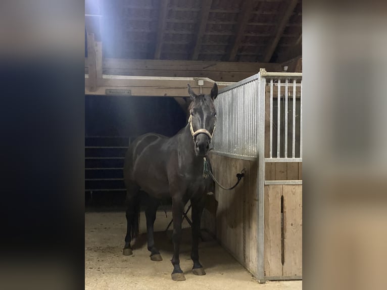 Más caballos centroeuropeos Mestizo Caballo castrado 8 años 164 cm Negro in Wilhering