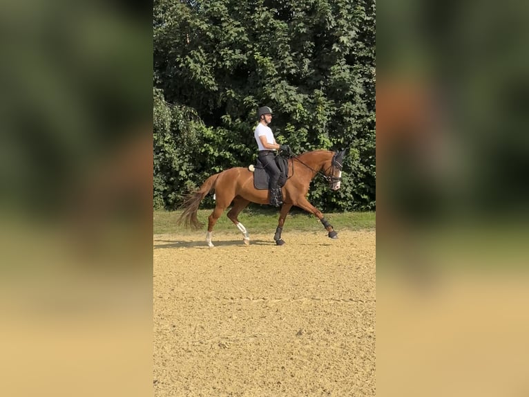 Más caballos centroeuropeos Caballo castrado 8 años 165 cm Alazán in Löhne