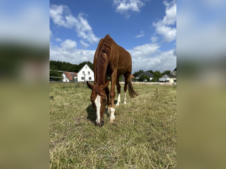 Más caballos centroeuropeos Caballo castrado 8 años 165 cm Alazán in Löhne