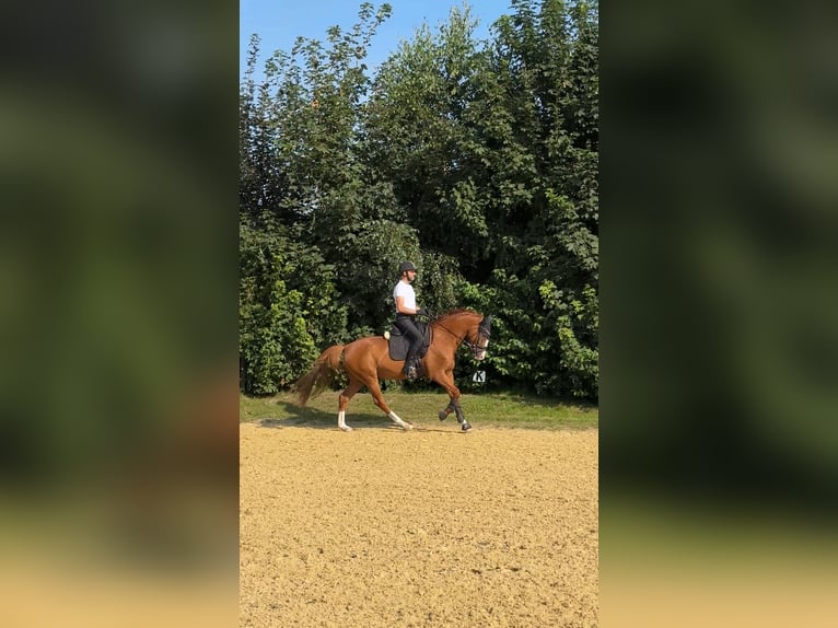 Más caballos centroeuropeos Caballo castrado 8 años 165 cm Alazán in Löhne