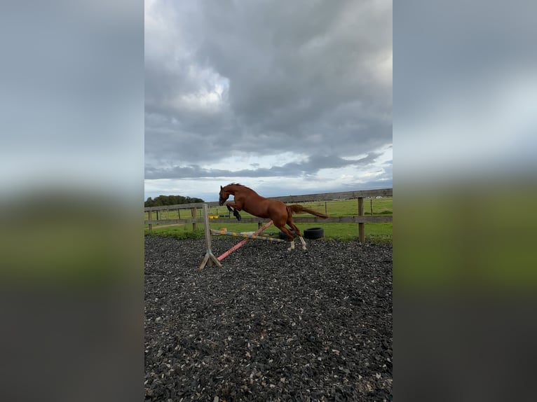 Más caballos centroeuropeos Caballo castrado 8 años 165 cm Alazán in Löhne