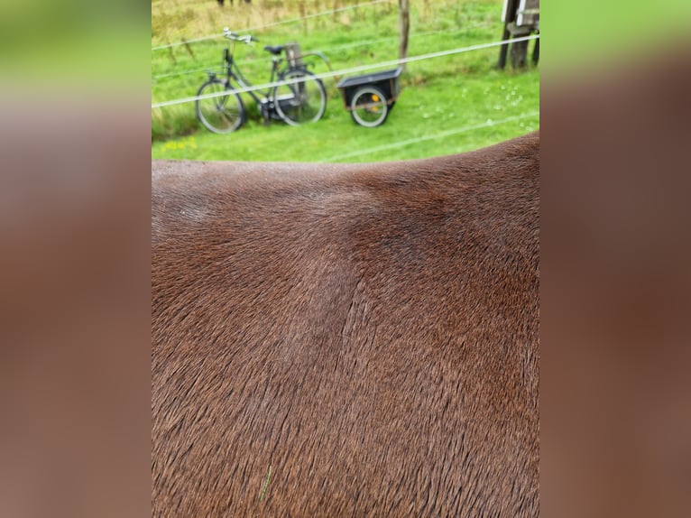 Más caballos centroeuropeos Caballo castrado 8 años 165 cm Castaño oscuro in Thunum/Stedesdorf