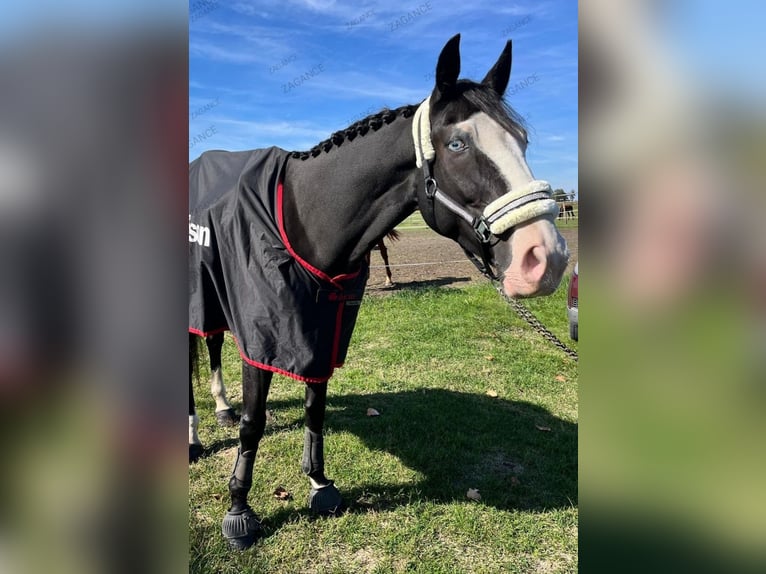 Más caballos centroeuropeos Caballo castrado 8 años 165 cm Negro in Pescara