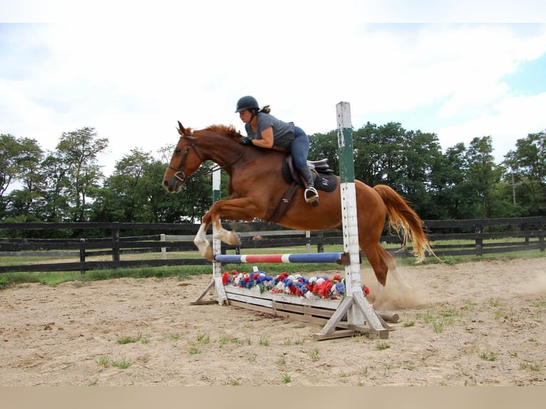 Más caballos centroeuropeos Caballo castrado 8 años 168 cm Alazán rojizo in Highland MI