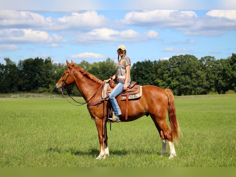 Más caballos centroeuropeos Caballo castrado 8 años 168 cm Alazán rojizo in Highland MI