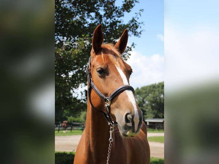 Más caballos centroeuropeos Caballo castrado 8 años 168 cm Alazán rojizo in Highland MI