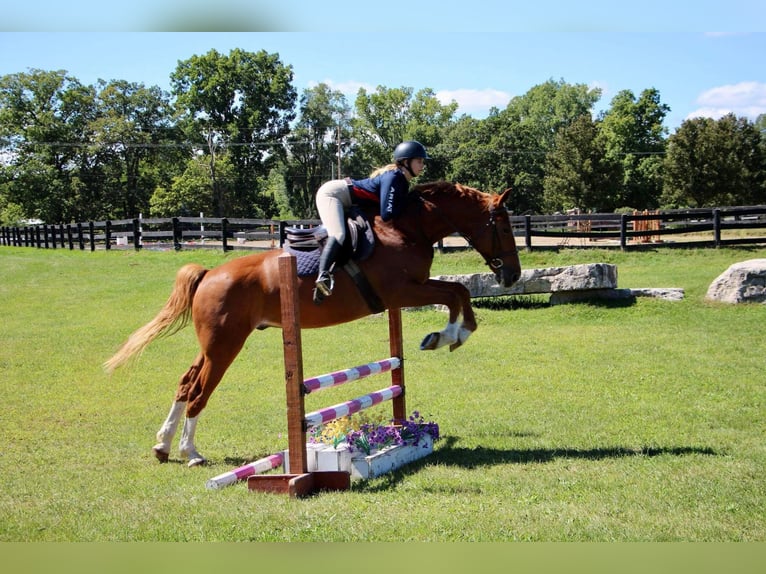 Más caballos centroeuropeos Caballo castrado 8 años 168 cm Alazán rojizo in Highland MI