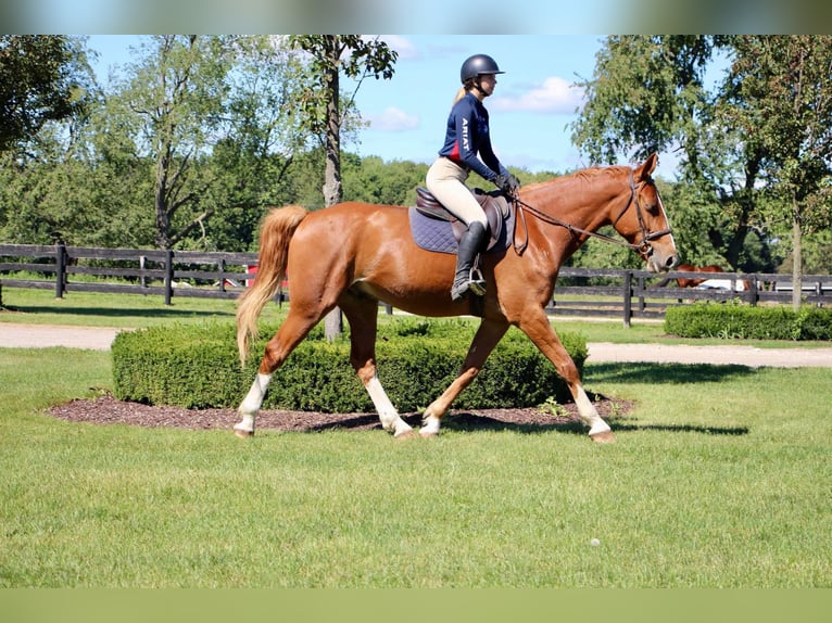 Más caballos centroeuropeos Caballo castrado 8 años 168 cm Alazán-tostado in Highland MI