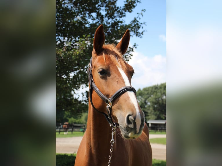 Más caballos centroeuropeos Caballo castrado 8 años 168 cm Alazán-tostado in Highland MI