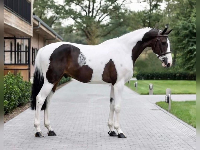 Más caballos centroeuropeos Caballo castrado 8 años 168 cm Tobiano-todas las-capas in Wellington FL