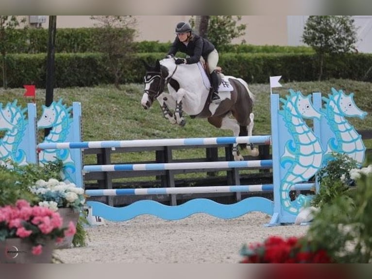 Más caballos centroeuropeos Caballo castrado 8 años 168 cm Tobiano-todas las-capas in Wellington FL