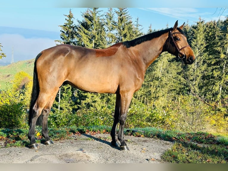 Más caballos centroeuropeos Caballo castrado 8 años 170 cm Castaño in Tuttlingen