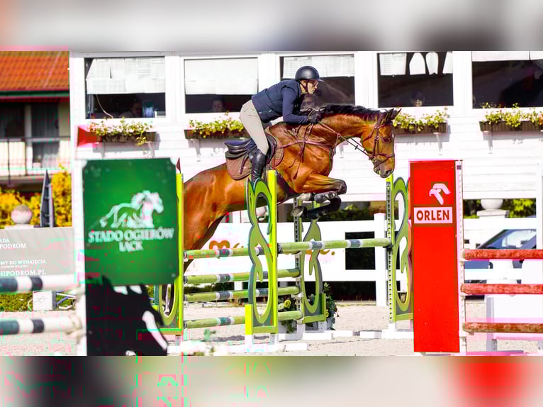 Más caballos centroeuropeos Caballo castrado 8 años 170 cm Castaño rojizo in Stryków