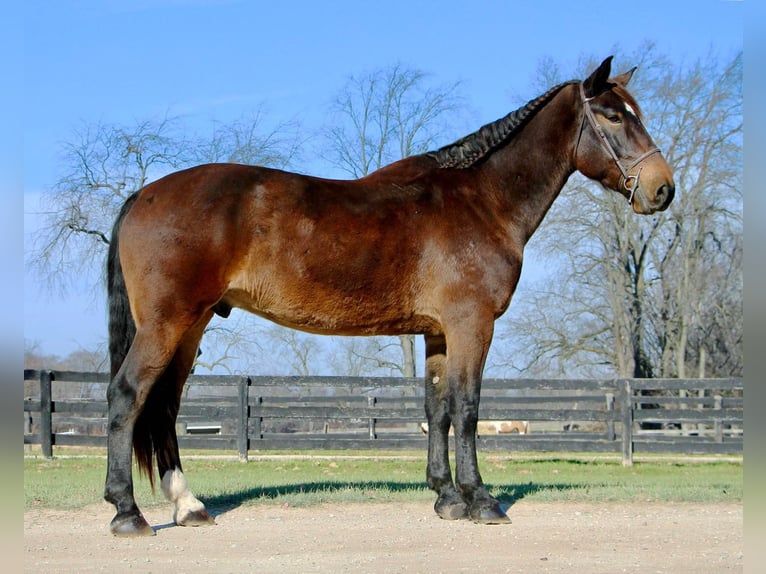 Más caballos centroeuropeos Caballo castrado 8 años 173 cm Castaño rojizo in Highland MI