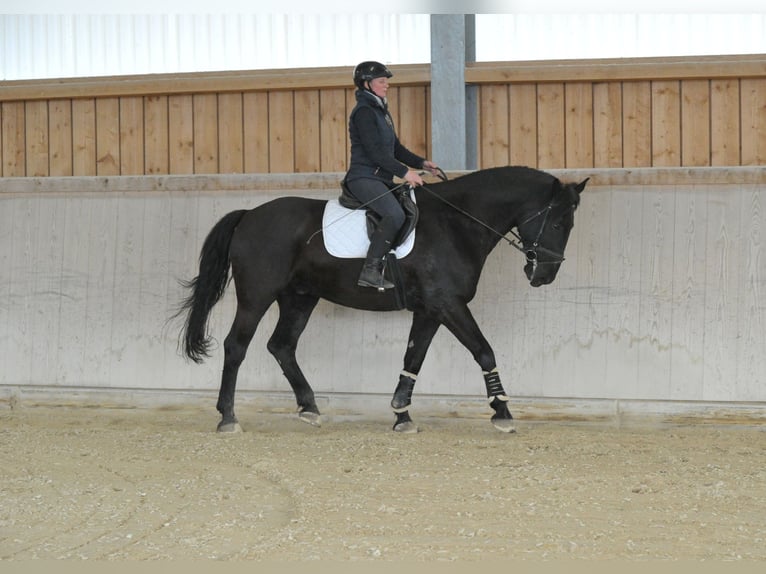 Más caballos centroeuropeos Caballo castrado 8 años 174 cm  in Wellheim