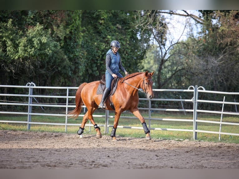 Más caballos centroeuropeos Caballo castrado 8 años 175 cm Alazán in Buchholz (Aller)