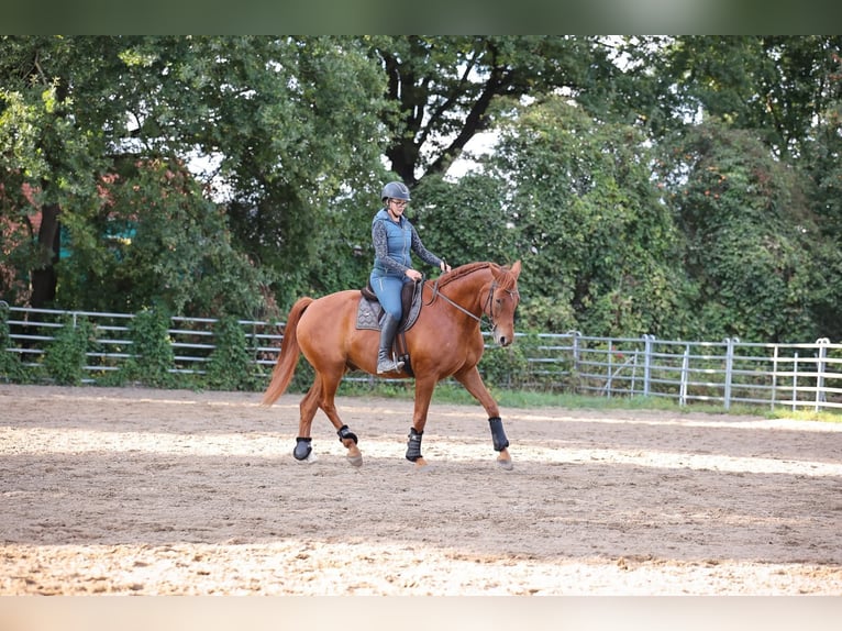 Más caballos centroeuropeos Caballo castrado 8 años 175 cm Alazán in Buchholz (Aller)