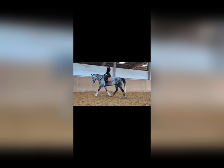 Más caballos centroeuropeos Caballo castrado 8 años 181 cm Musgo marrón in Bad Neuenahr-Ahrweiler