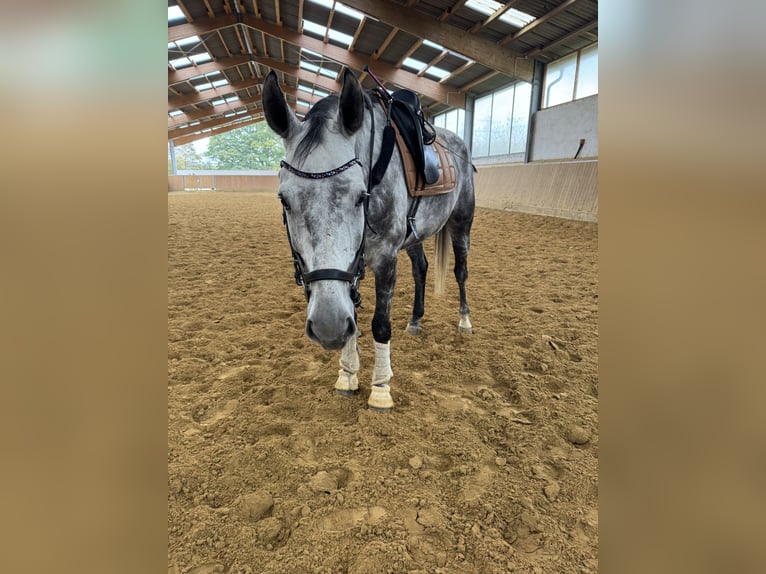 Más caballos centroeuropeos Caballo castrado 8 años 181 cm Musgo marrón in Bad Neuenahr-Ahrweiler