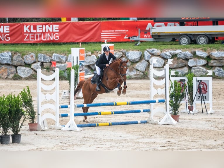 Más caballos centroeuropeos Caballo castrado 8 años Alazán in Stainz