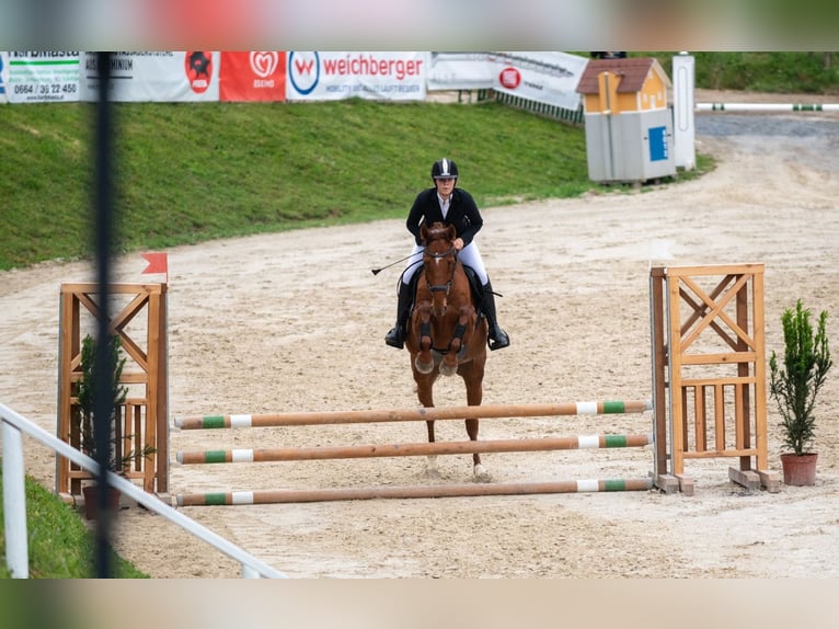 Más caballos centroeuropeos Caballo castrado 8 años Alazán in Stainz