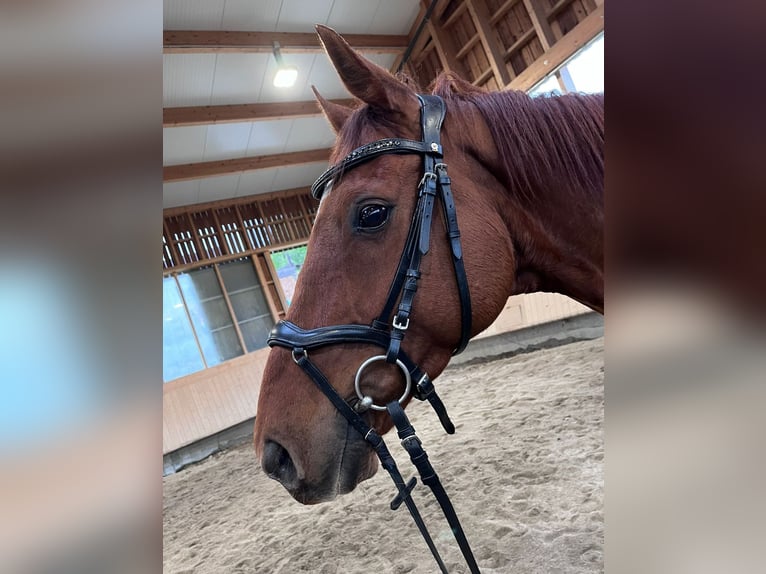 Más caballos centroeuropeos Caballo castrado 8 años in Stainz