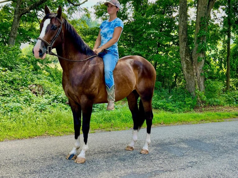 Más caballos centroeuropeos Caballo castrado 8 años Castaño rojizo in Northfield, MA