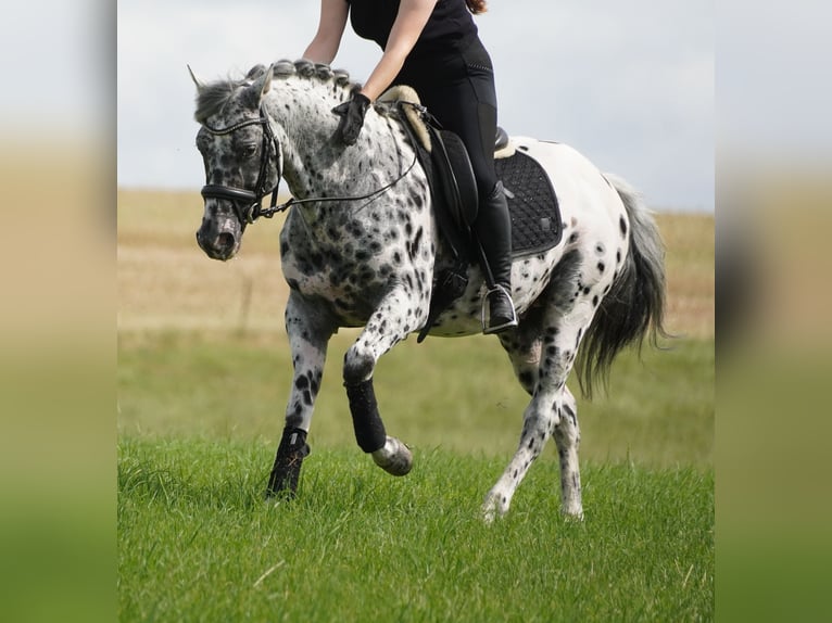 Más caballos centroeuropeos Caballo castrado 9 años 156 cm Atigrado/Moteado in Nettersheim