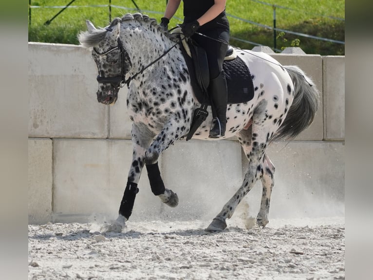 Más caballos centroeuropeos Caballo castrado 9 años 156 cm Atigrado/Moteado in Nettersheim