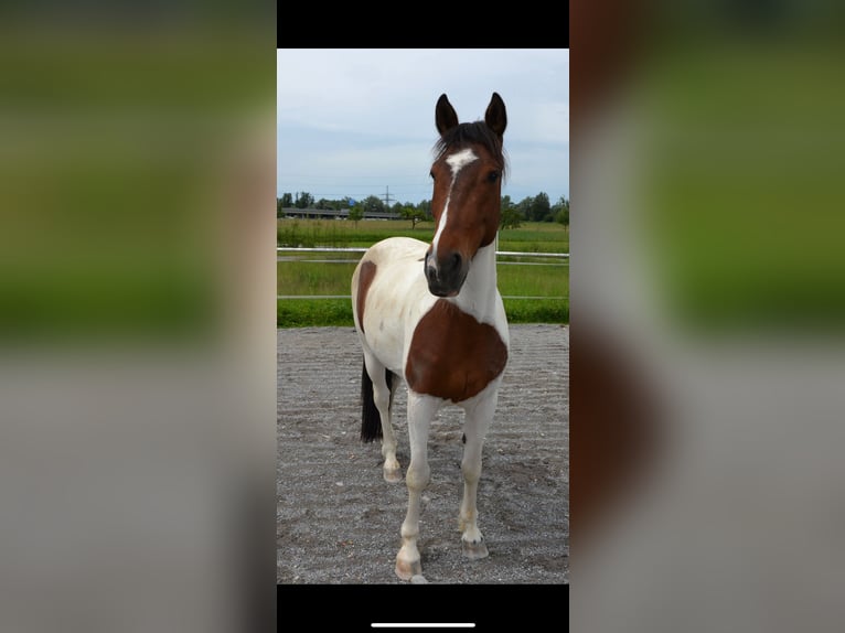 Más caballos centroeuropeos Mestizo Caballo castrado 9 años 156 cm Pío in Dornbirn