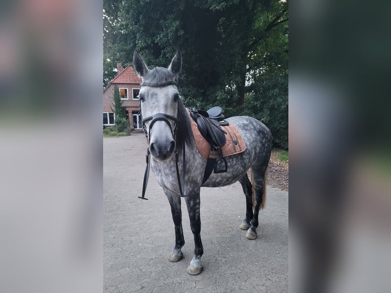 Más caballos centroeuropeos Mestizo Caballo castrado 9 años 157 cm Tordo rodado in Bramstedt