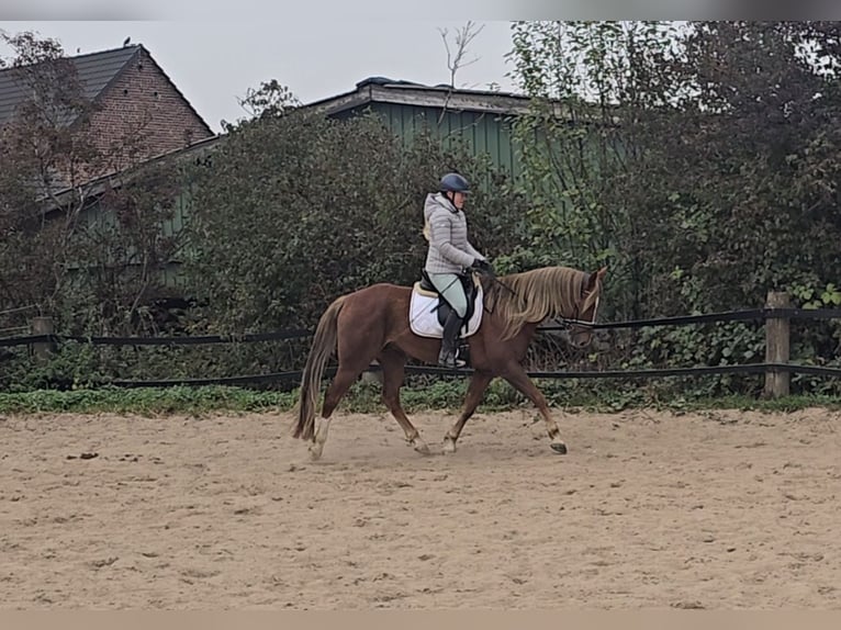 Más caballos centroeuropeos Mestizo Caballo castrado 9 años 159 cm Alazán-tostado in M&#xFC;lheim an der Ruhr