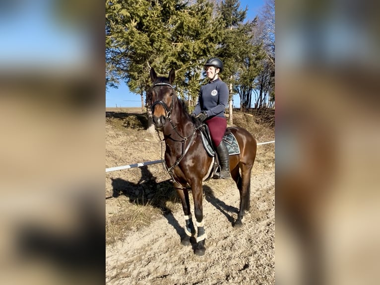 Más caballos centroeuropeos Caballo castrado 9 años 160 cm Castaño in Pelmberg