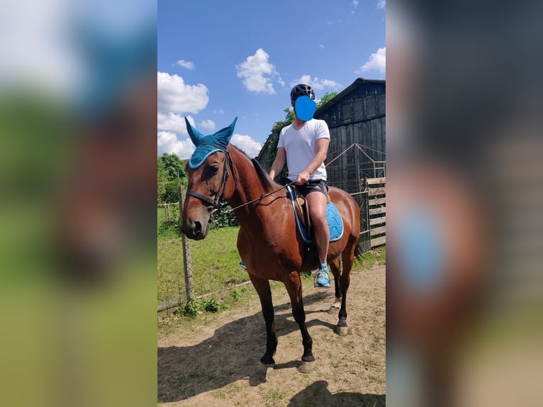 Más caballos centroeuropeos Caballo castrado 9 años 160 cm Castaño claro in Mala Subotica