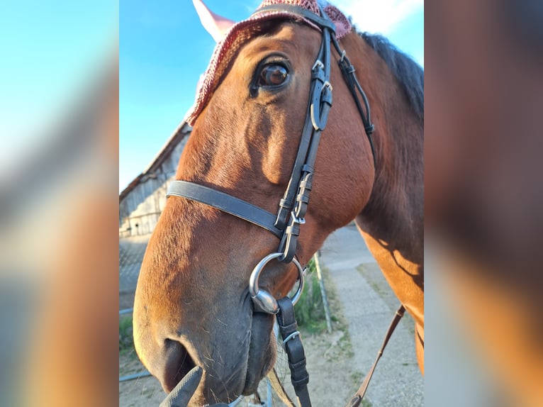 Más caballos centroeuropeos Caballo castrado 9 años 160 cm Castaño claro in Mala Subotica