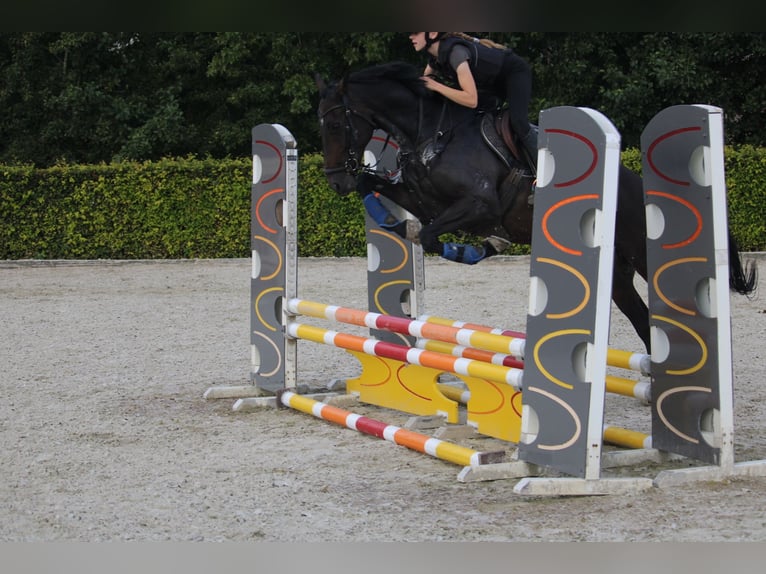 Más caballos centroeuropeos Caballo castrado 9 años 161 cm Castaño oscuro in Wijk en Aalburg