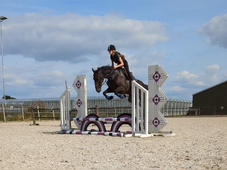 Más caballos centroeuropeos Caballo castrado 9 años 161 cm Castaño oscuro in Wijk en Aalburg